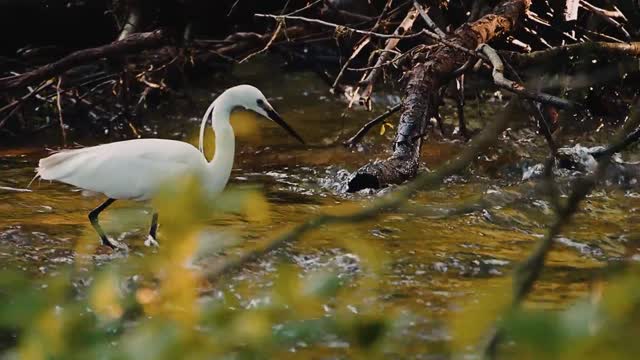 Egret Bird Hunting Watford Hertfordshire Fishing