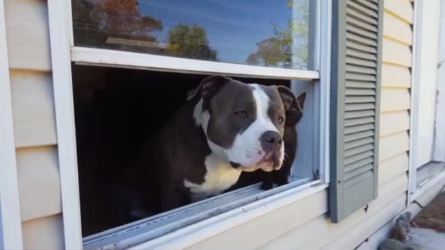 Pit Bull perfectly masters Mannequin Challenge