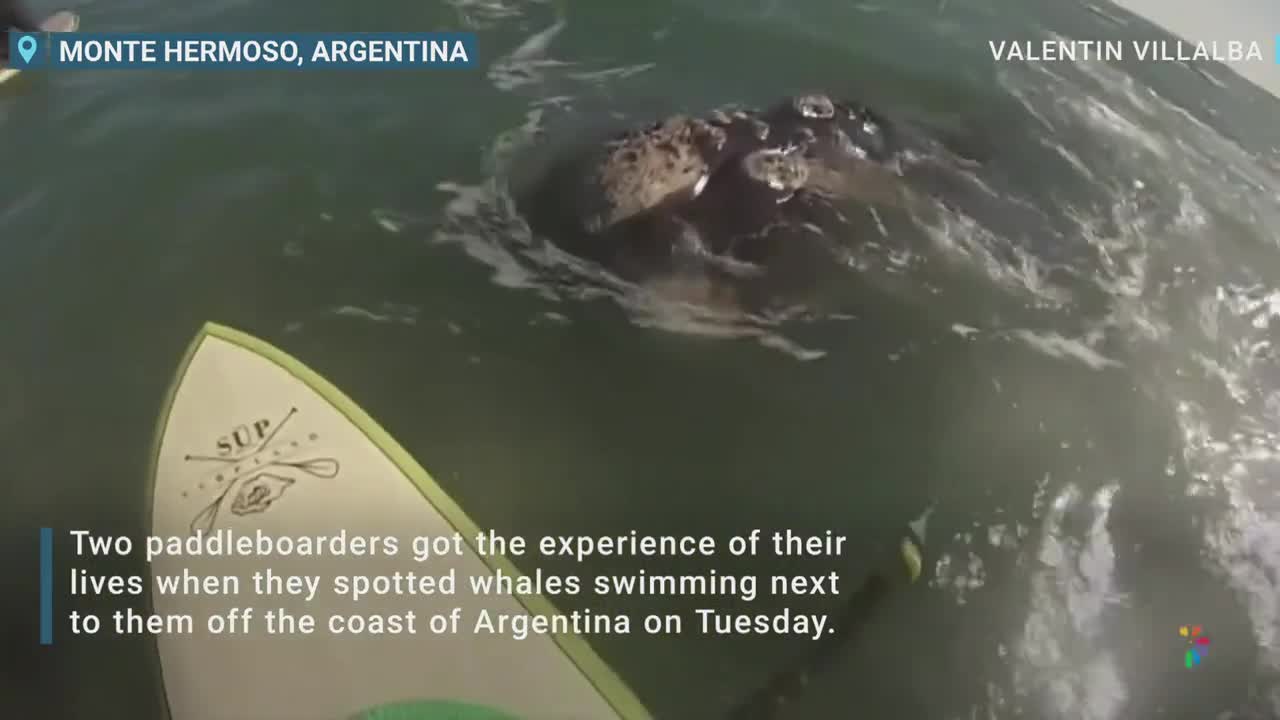 Watch: Whales Swim Alongside Paddleboarders In Argentina