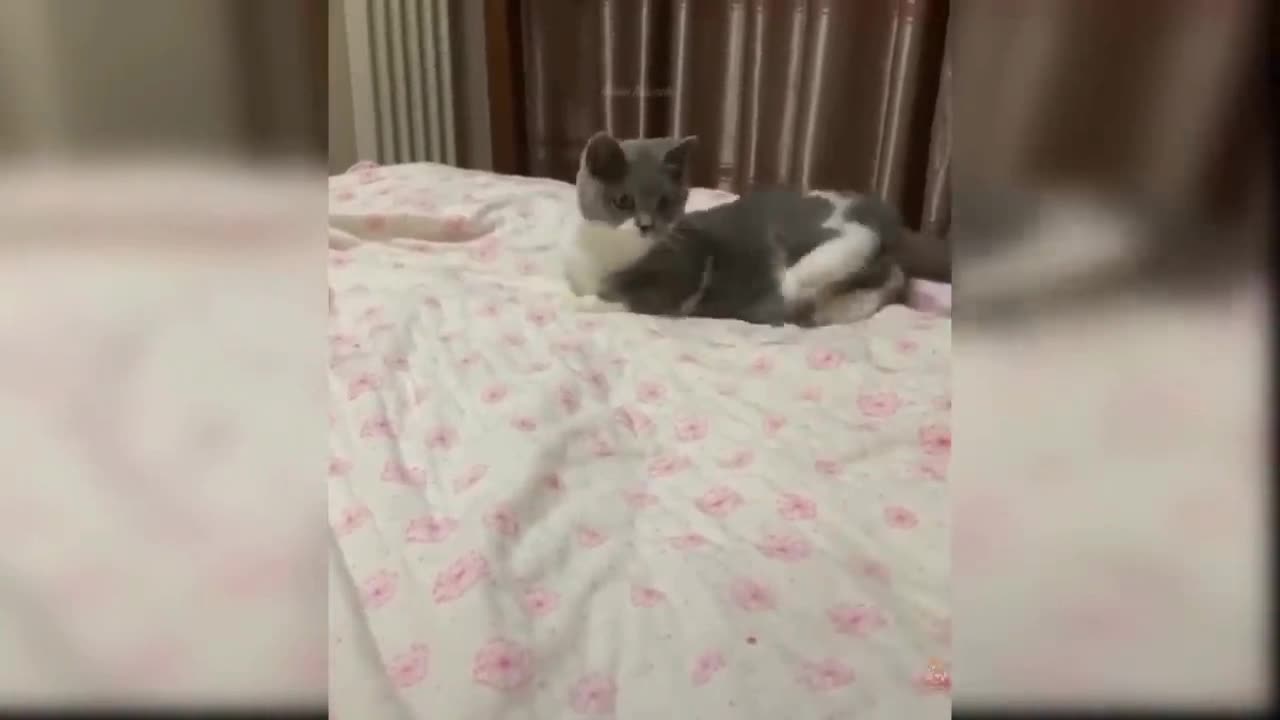 Cute cat 🐈🐈😺 funny