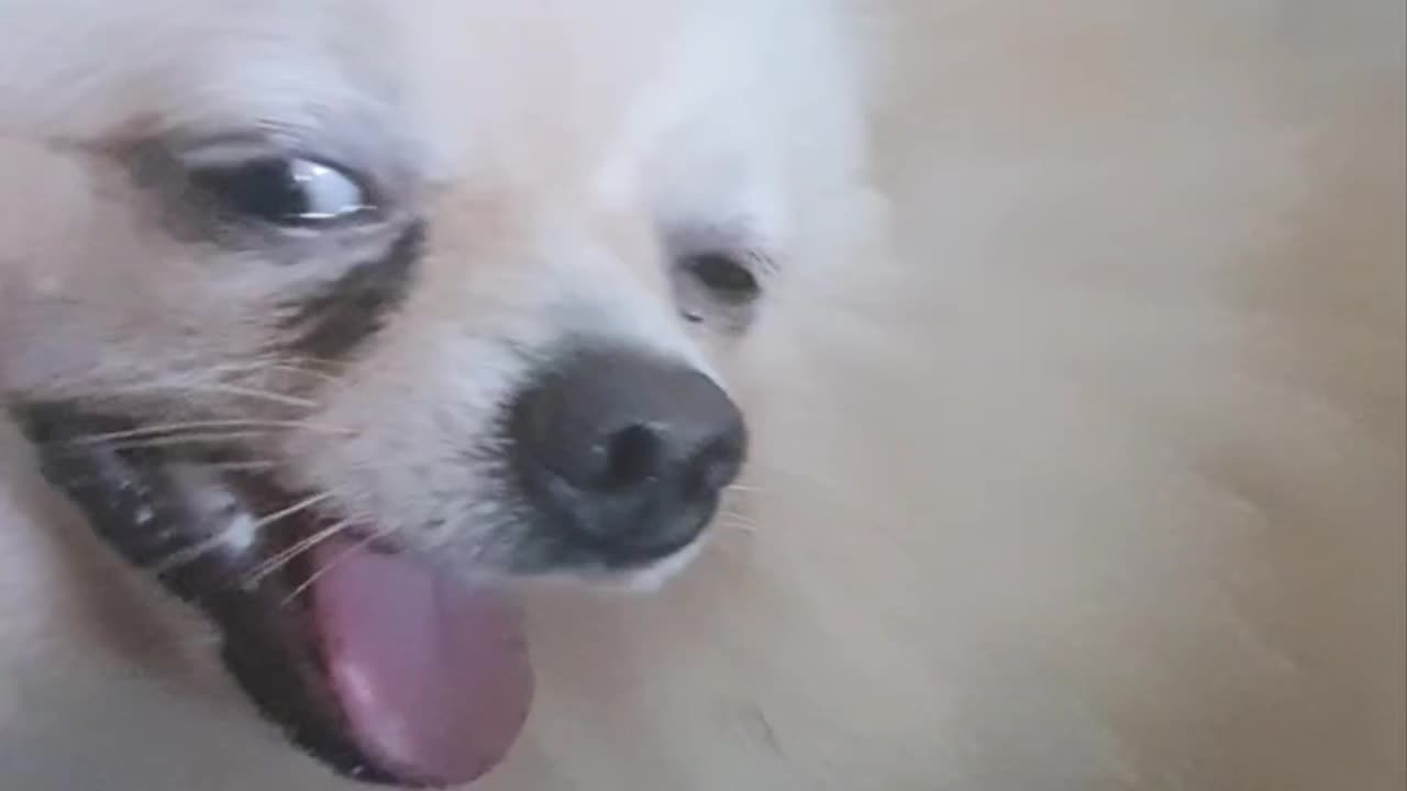 Pomeranian who love their family