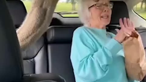 Grandma's not so wild about this safari