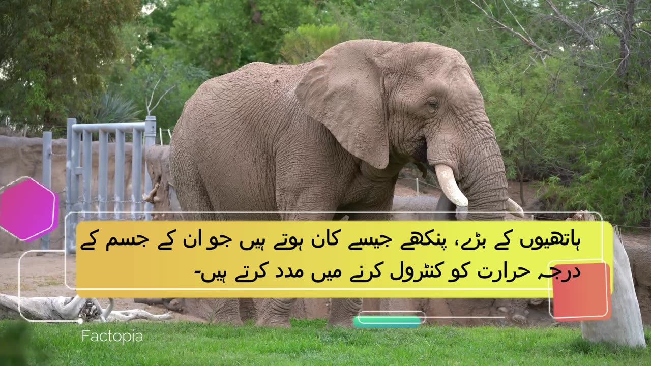 Discovering the Top 5 Fascinating Facts About Elephants in Urdu / Hindi