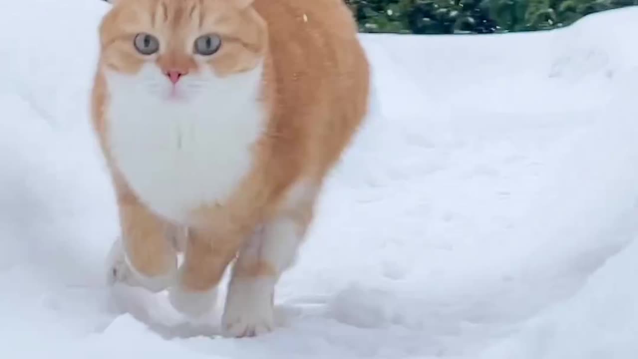 cat running in the snow