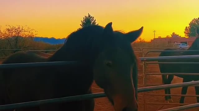 ME AND MY HORSESAFTER PAYING 28BUCKS FOR A BALE OFHAY