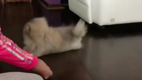 Dog training video