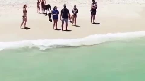 Lost shark