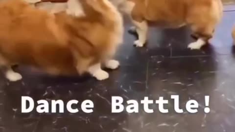 Adorable Overload: Dogs and Cute Cats Take 2023 by Storm#pets #shorts#dog#cat#funny#catlover