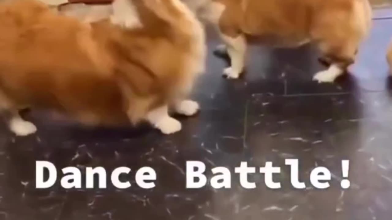Adorable Overload: Dogs and Cute Cats Take 2023 by Storm#pets #shorts#dog#cat#funny#catlover