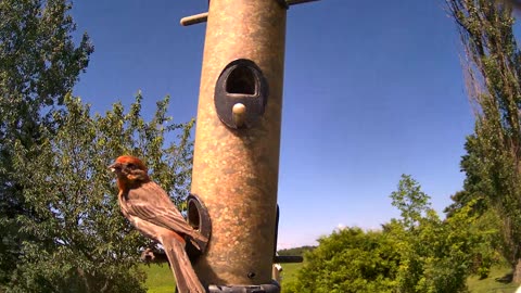 from the feeder: house finch