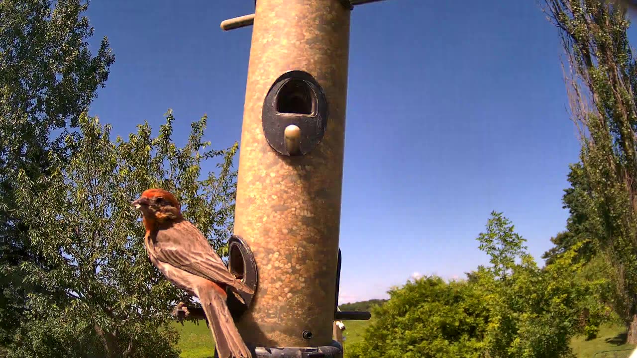 from the feeder: house finch