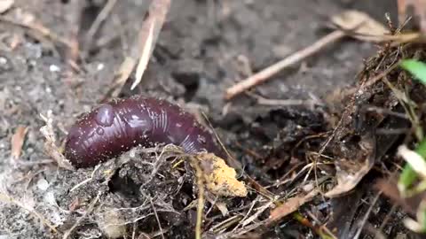 HOW EARTHWORMS DEFEND THEMSELVES_Cut