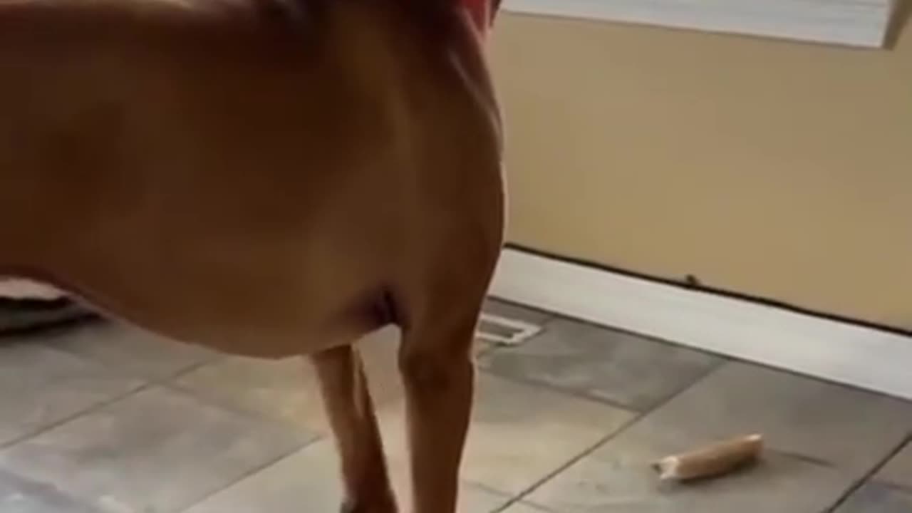 Funny animals - Funny cats / dogs - Funny animal videos Part 7πΌπΉπ