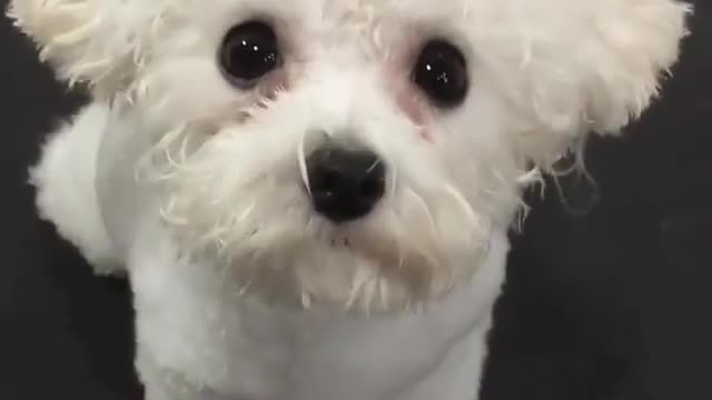 Dogs are the most loyal friends of human beings. Don't hurt any dog