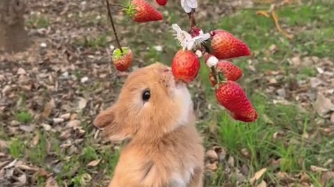 Cute Rabbit eating and enjoying | Pets lover