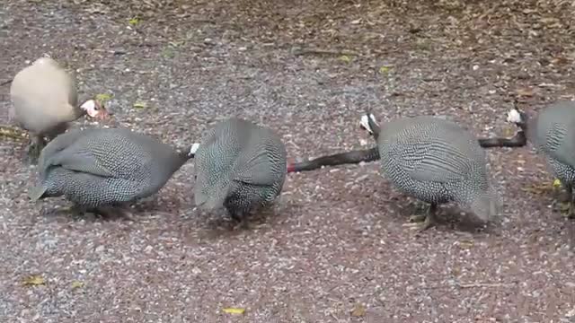 Guineas and snake