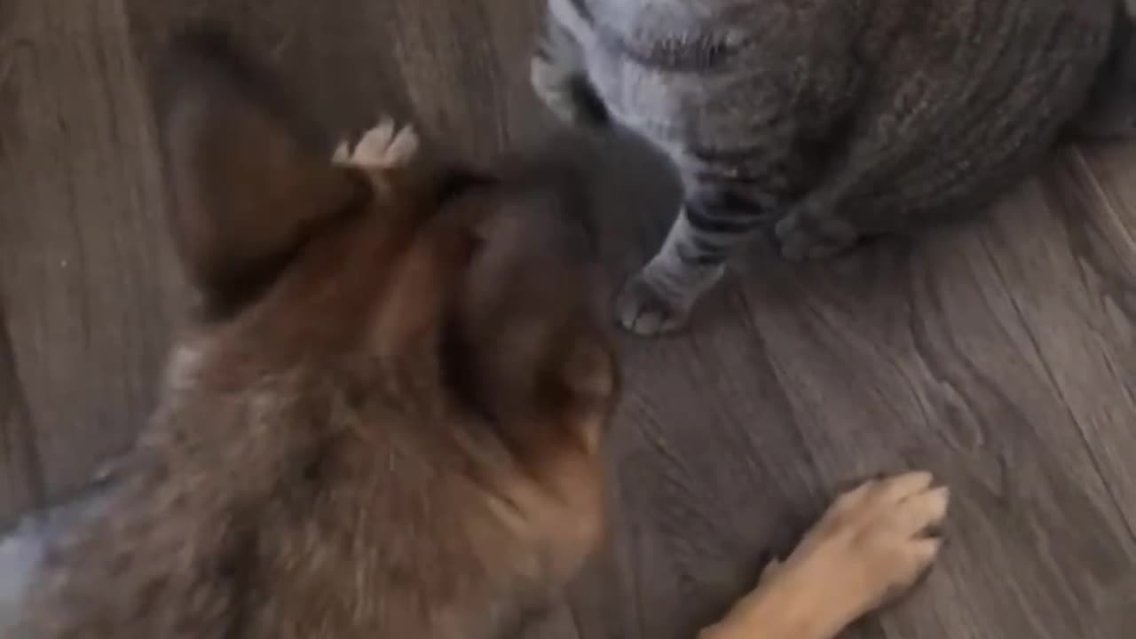 funny cat and dog fights#shorts