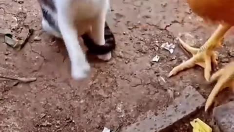 Ninja Cat vs chiken