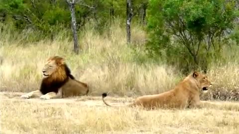 Hilarious!_Lioness_attempting_to_lure_an_uninterested_male_Lion_to_mate!