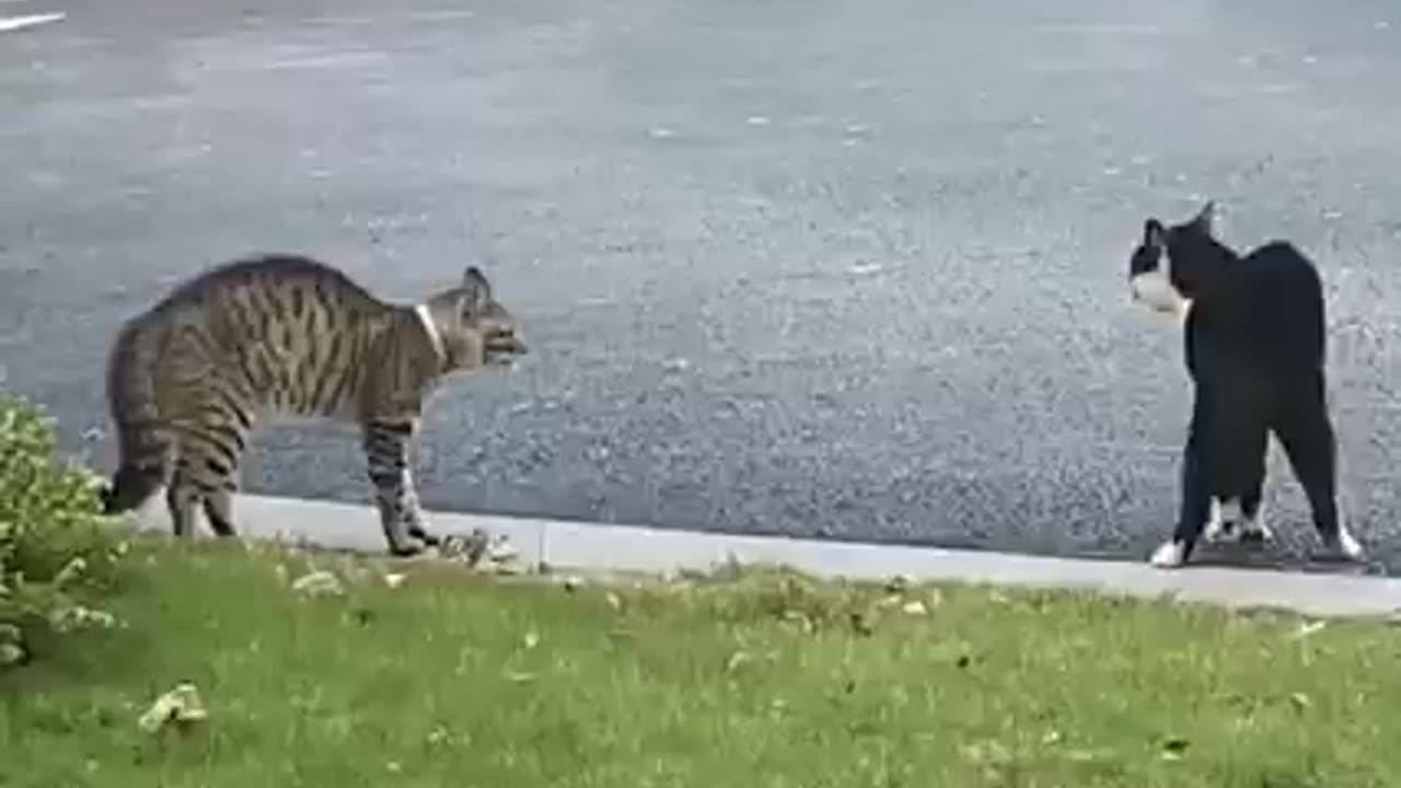 Cats and dogs video must watch