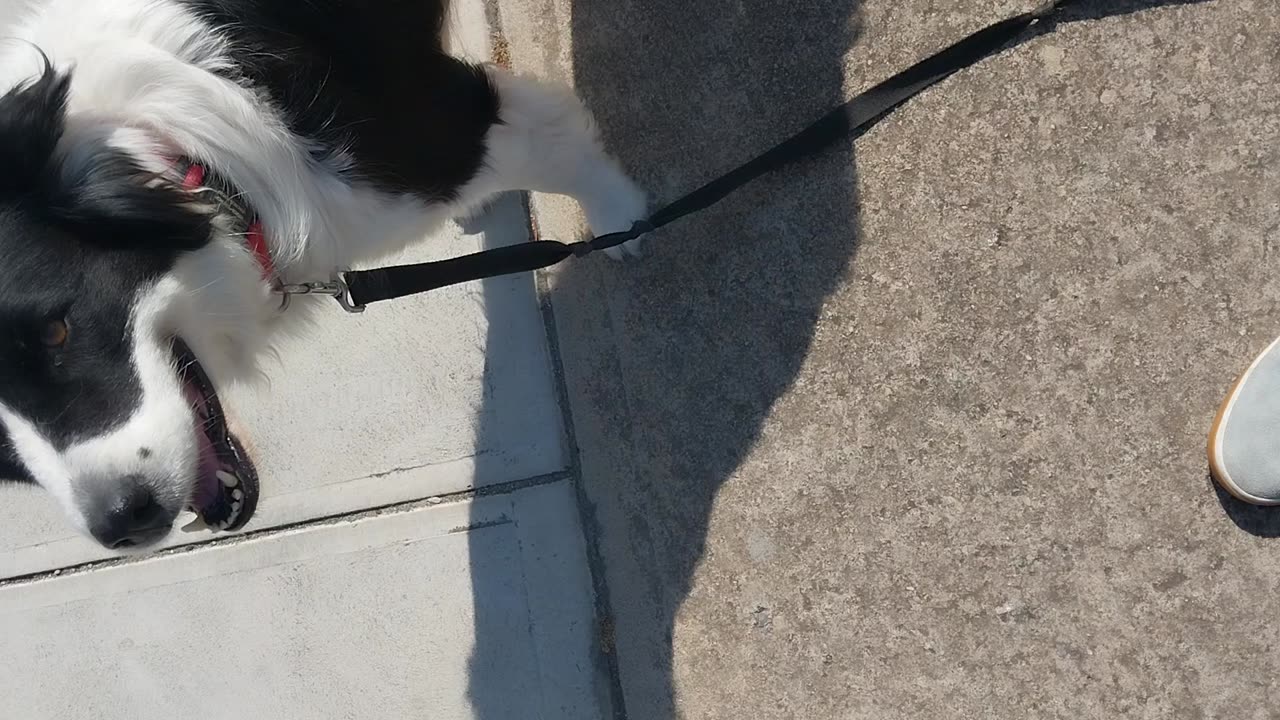 Skateboarding; Border Collie Pulling Me!