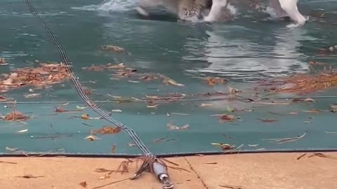 Raccoon and Pup Play On Top Of Pool Tarp || ViralHog