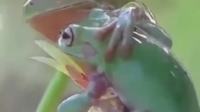 lover and frogs#lover frog