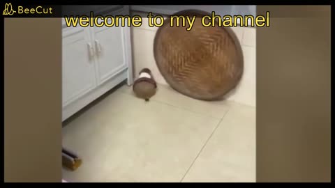 Best Funny Animal Videos Of The 2023 🤣