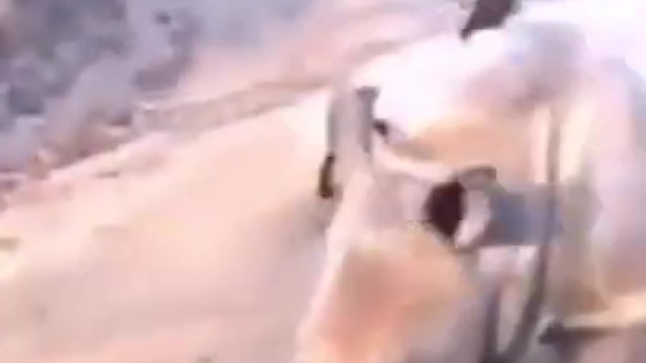 Unicorn trying to be a goat #shorts #viral #shortsvideo #video