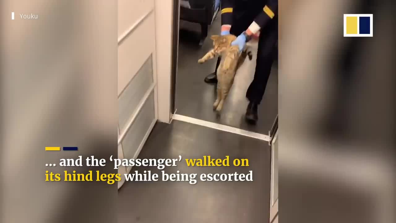 Cat in China escorted off high