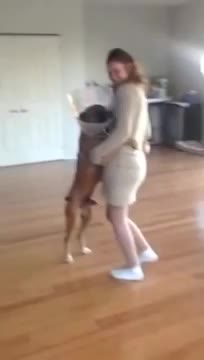 Excited dog loves to dance - Boxer Dog dancing
