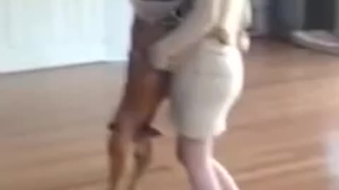 Excited dog loves to dance - Boxer Dog dancing