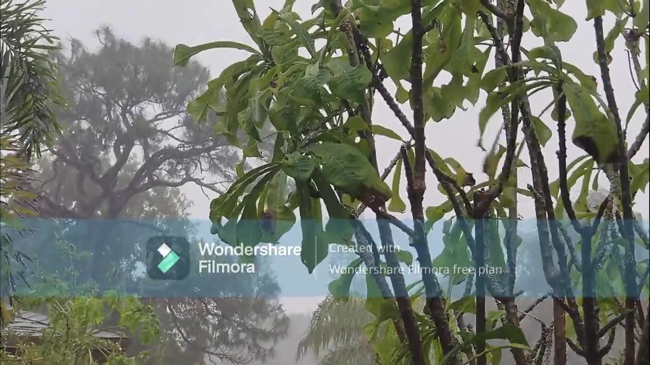 Embrace the Beauty of Nature's Tears on a Tranquil Rainy Day.