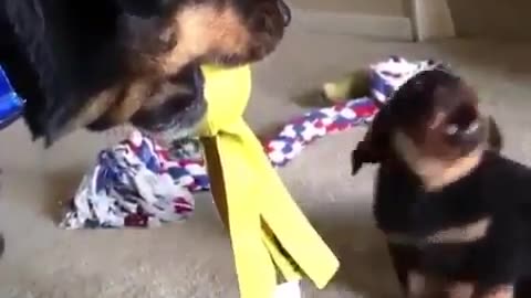 Funny animal videos|Cute animal videos |Funny dog&cat videos|Hilarious pet videos|Funny video