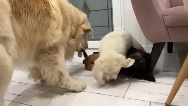 Golden Retriever Loves Playing with Puppies