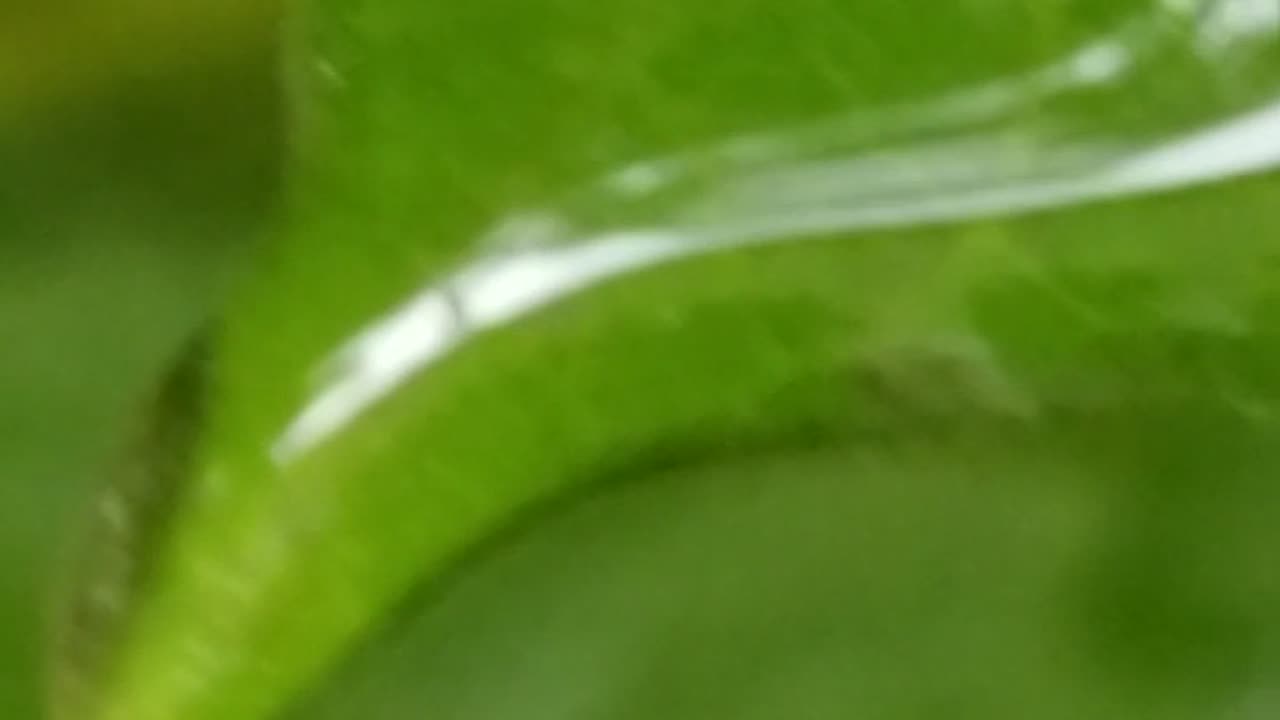 After the rain