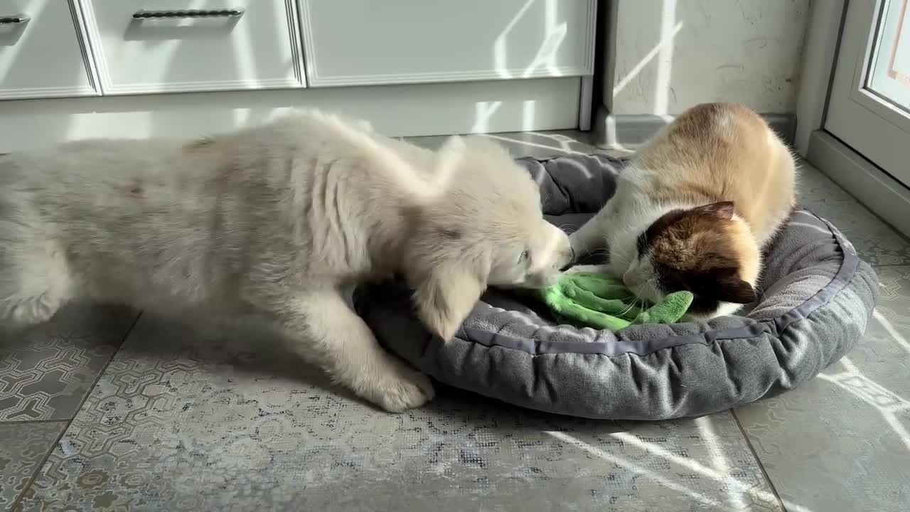 What does a Golden Retriever Puppy do when a Cat Occupied her Bed