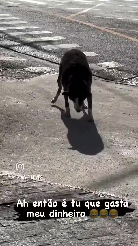 Did you know dogs are afraid of their own shadow? 🐶👀 Or maybe… they just want to fight it? 😅