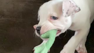 Puppy Learning how to play tug of war