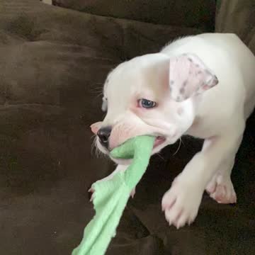 Puppy Learning how to play tug of war
