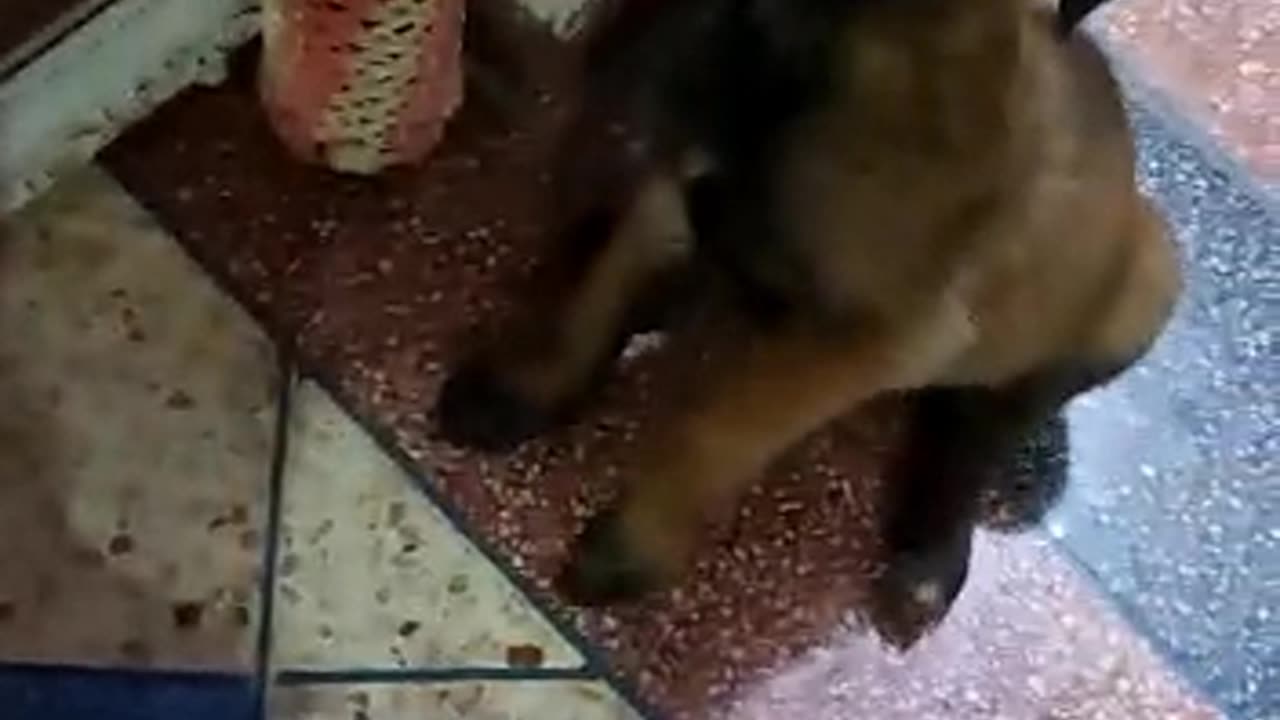 Smaldog