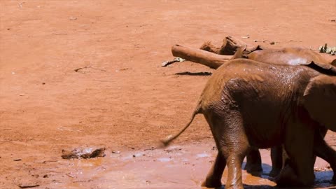 Baby Elephants Playing In The Mud 2021