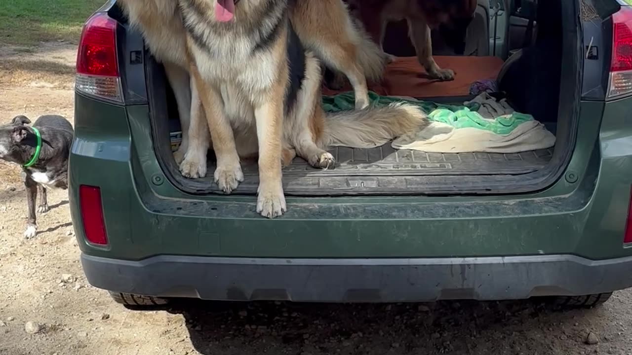 How Many Dogs Fit In A Subaru Outback