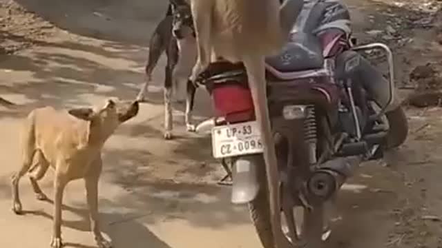 Dog vs Monkey fight