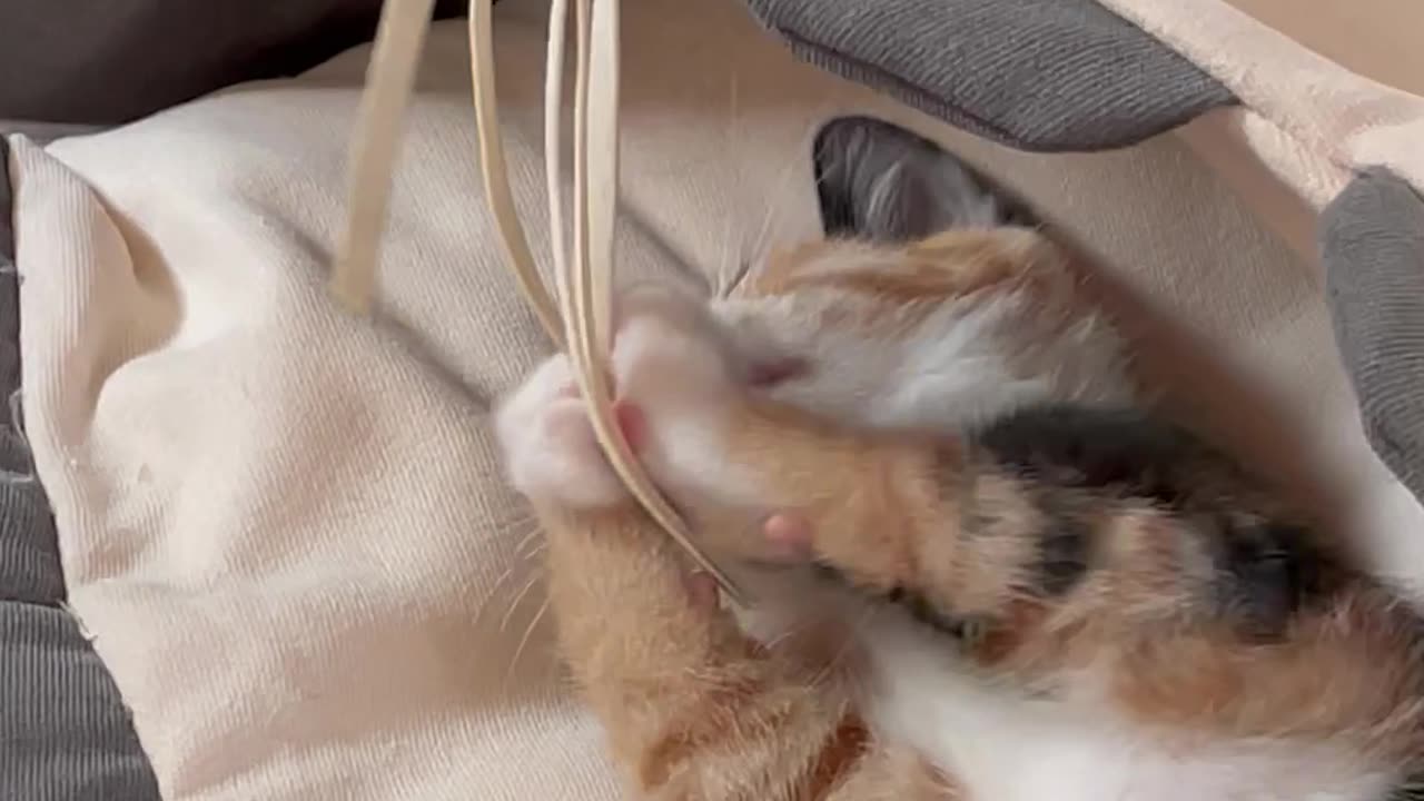 playing kittens