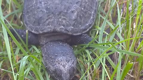 Snapping Turtle