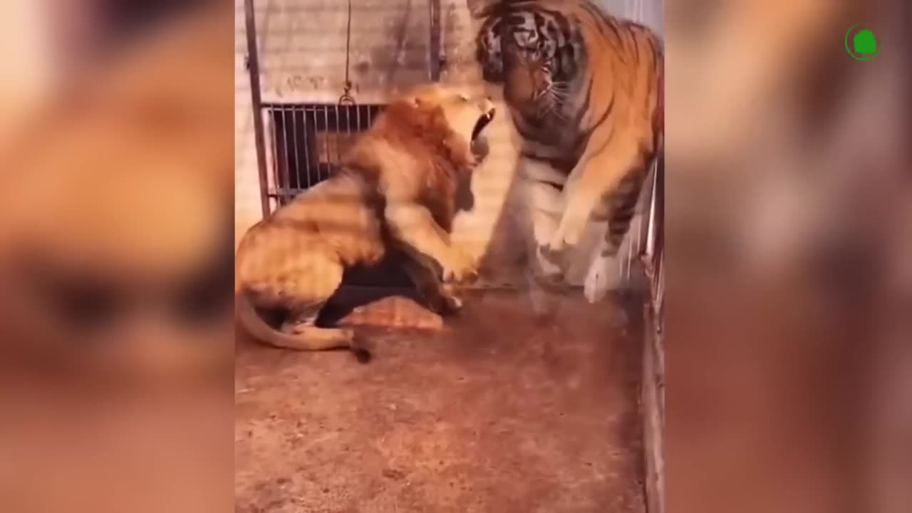 Real Fights Between Lion and Tiger. Clash of the Titans !!!