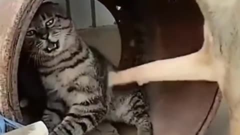 Cat Videos You'll Ever See