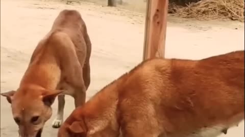 Dogs funny video 2023 most viral video #dogs