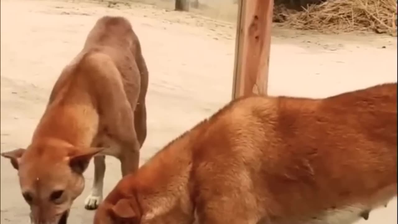 Dogs funny video 2023 most viral video #dogs